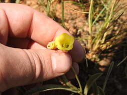 Image of Hermannia lancifolia Szyszyl.