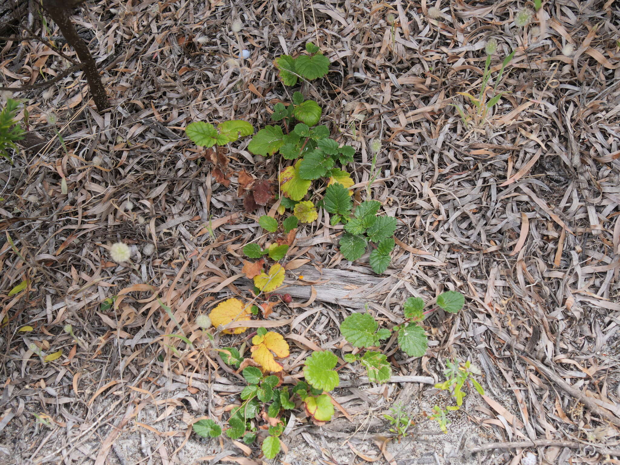 Image of Hibbertia grossulariifolia (Salisb.) Salisb.