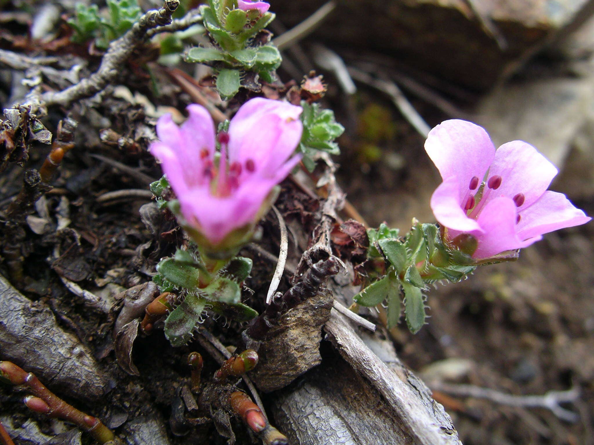 Image of Saxifraga oppositifolia subsp. paradoxa D. A. Webb