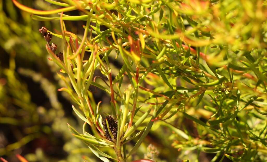 Image of Leucadendron spissifolium subsp. fragrans I. J. M. Williams