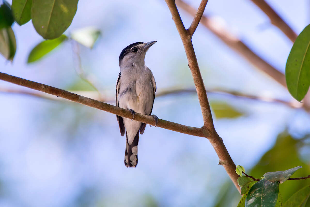 Image of Black-capped Becard