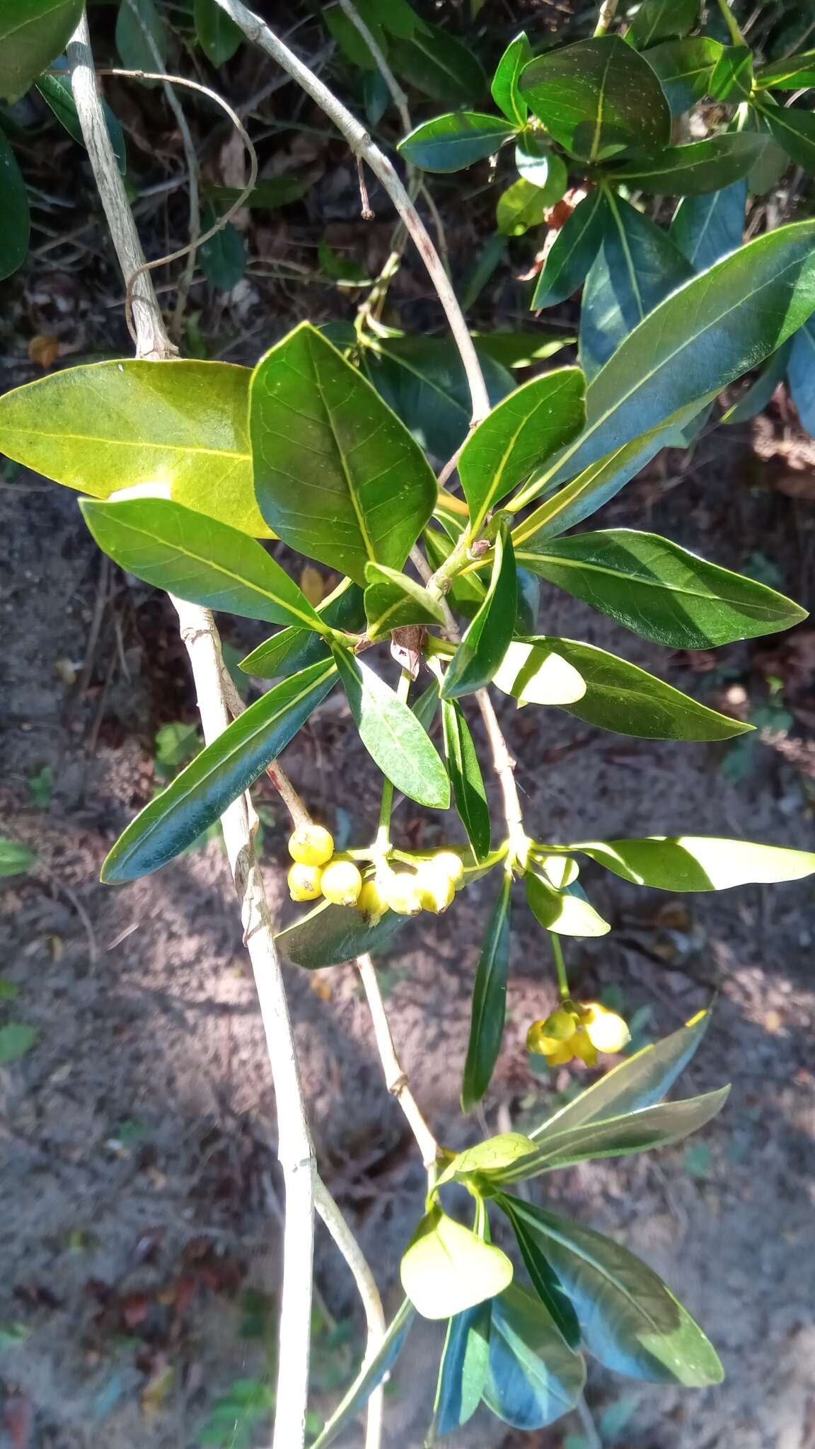 Image of Psychotria isalensis (Bremek.) A. P. Davis & Govaerts