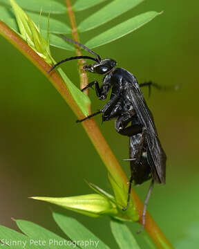 Image of Paracyphononyx funereus (Lepeletier 1845)