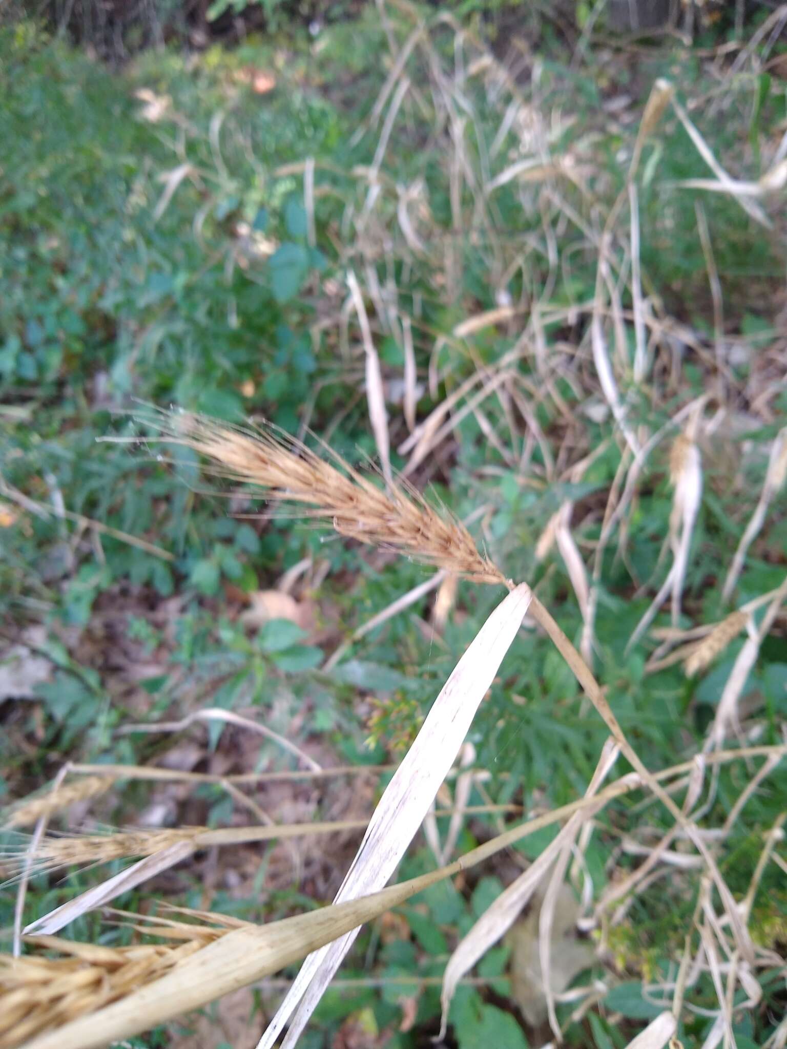 Image of Elymus virginicus var. virginicus