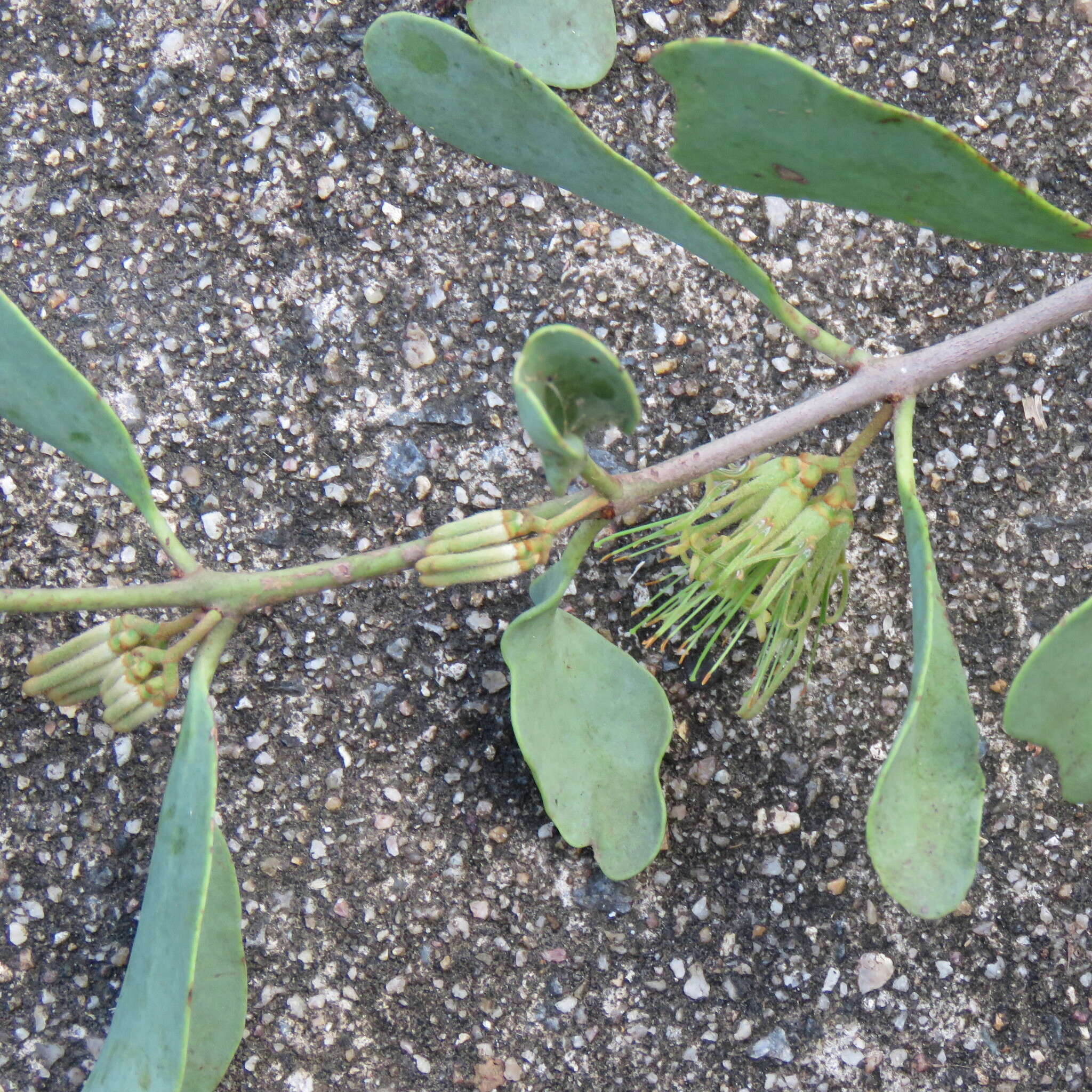 Image of Amyema villiflora (Domin) Barlow