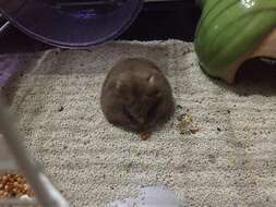 Image of hamsters