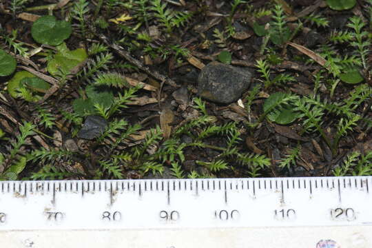 Image of Leptinella pusilla Hook. fil.