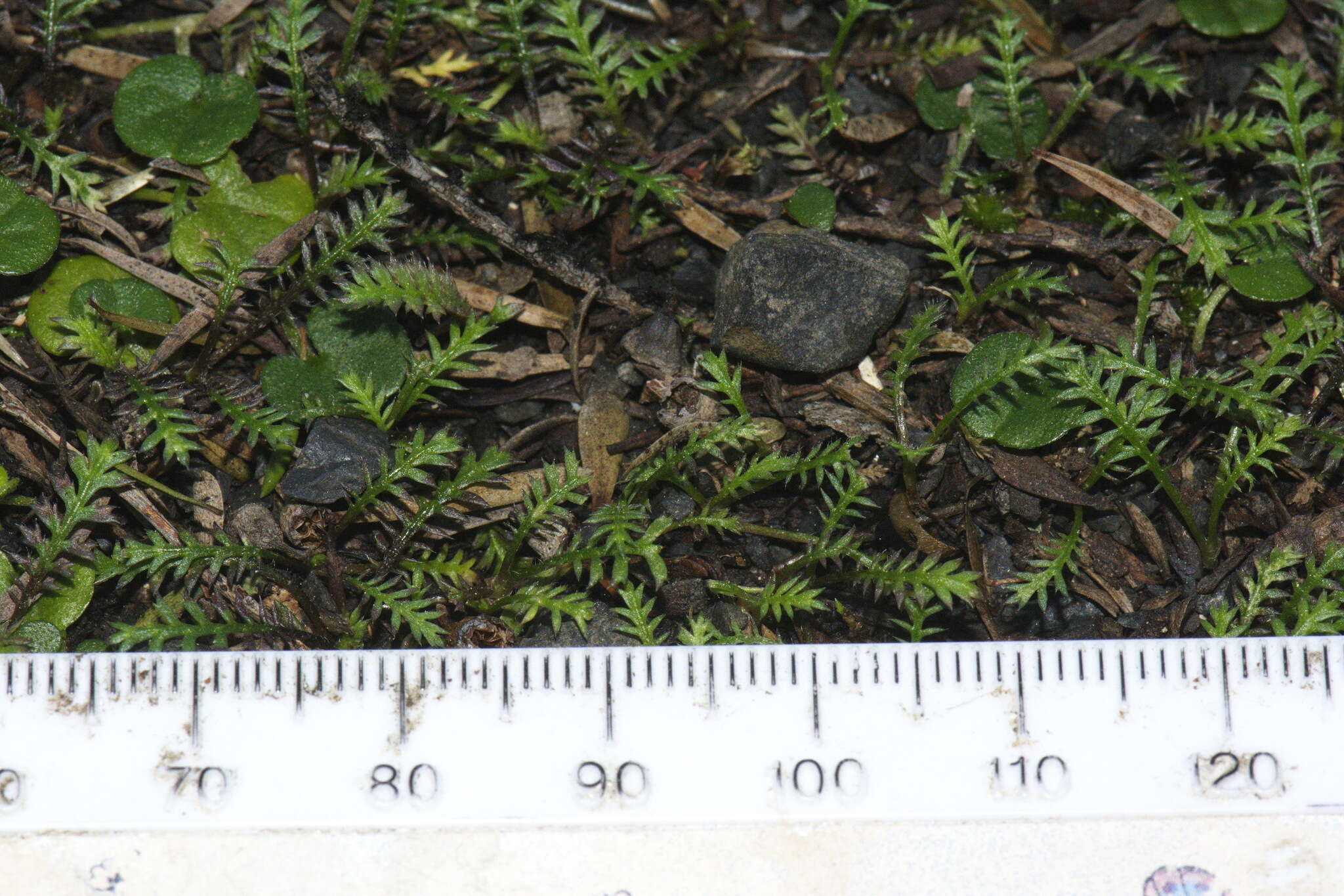 Image of Leptinella pusilla Hook. fil.