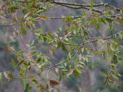 Image of Chinese flowering ash