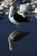 Image of Andean Avocet
