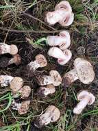 Image of Agaricus pattersoniae Peck 1907