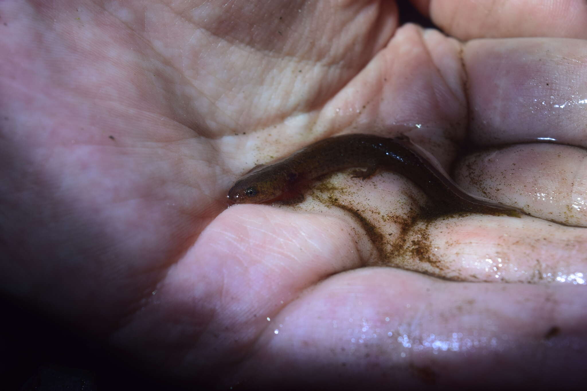 Image of Eastern Mud Salamander