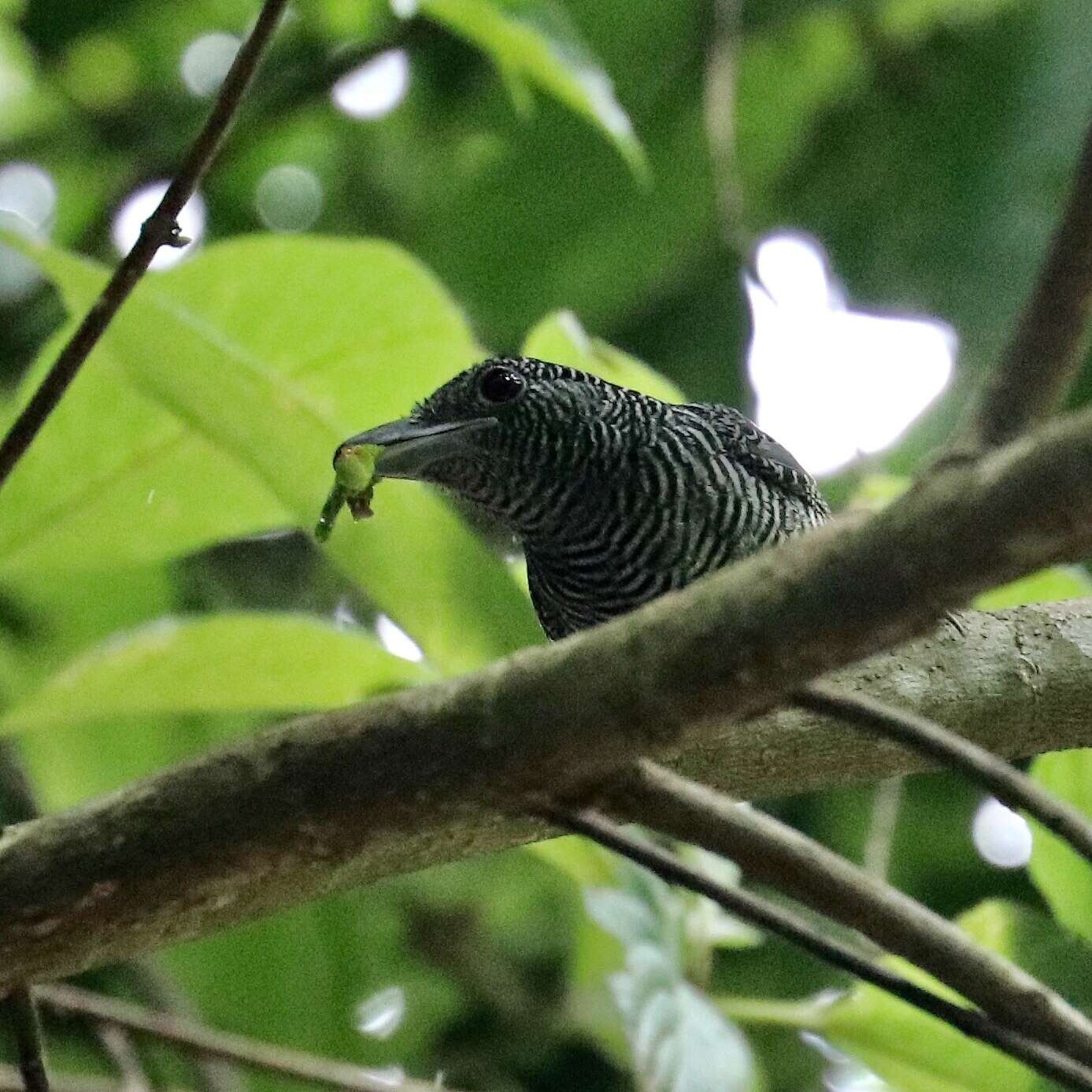 Image of Fasciated Antshrike