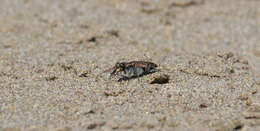 Plancia ëd Cicindela (Cicindela) oregona oregona Le Conte 1856