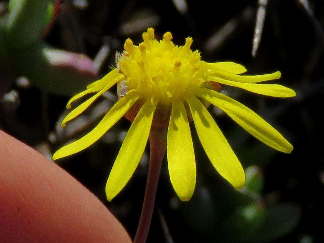 Image de Crassothonna cacalioides (L. fil.) B. Nord.