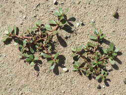 Image of common purslane