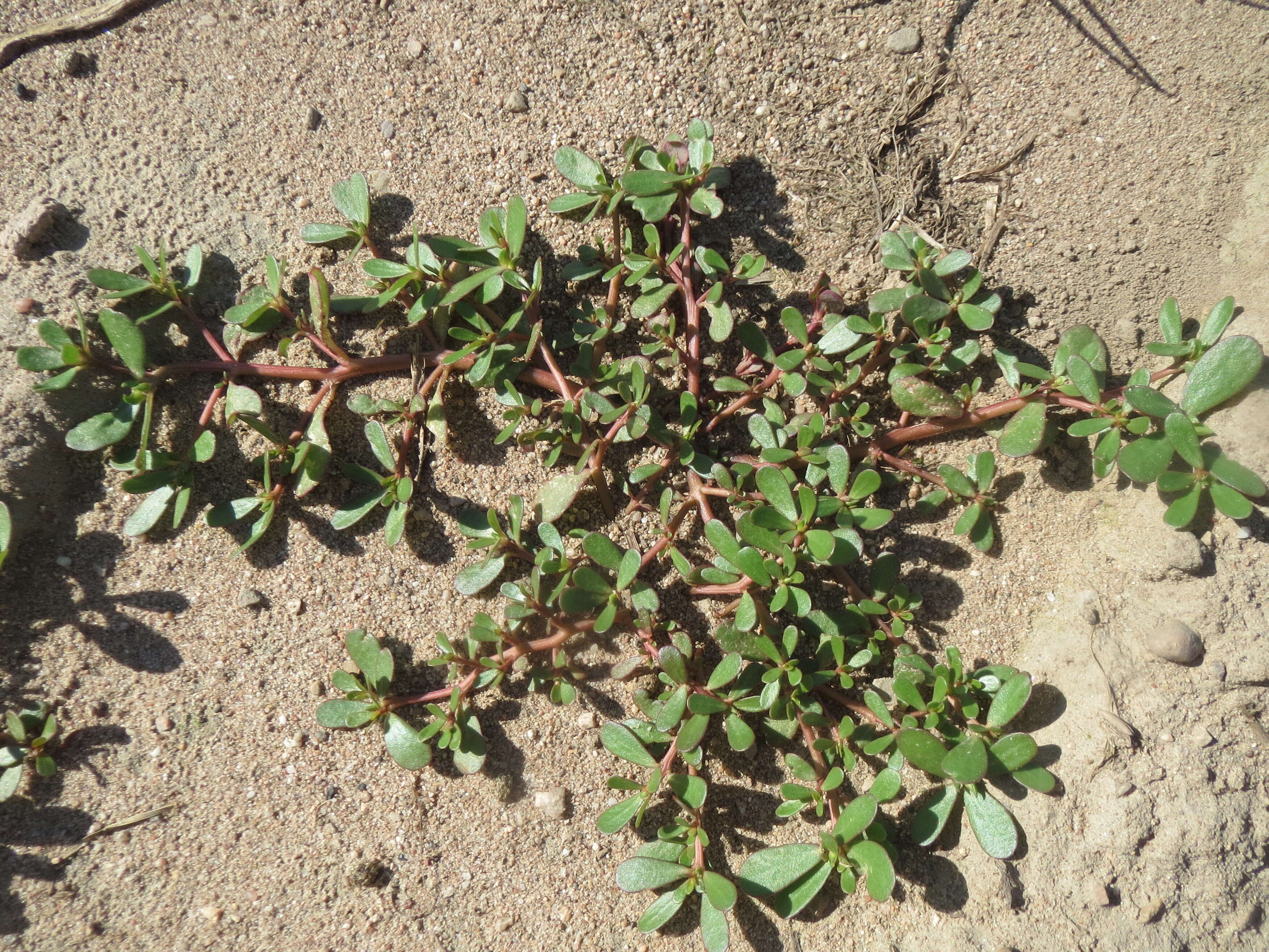 Image of common purslane