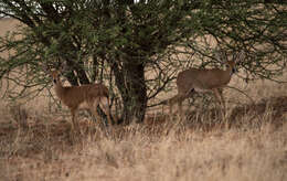 Image of Steenbok