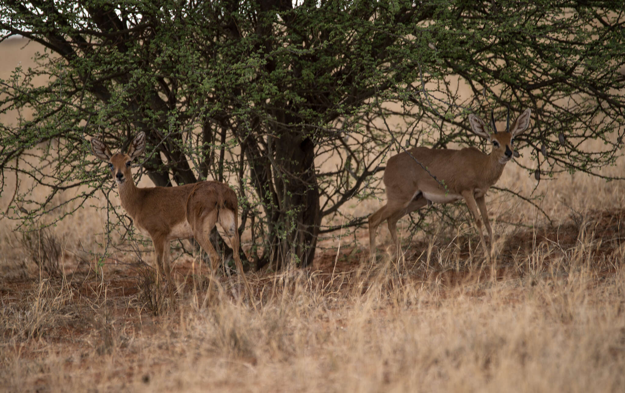 Image of Steenbok