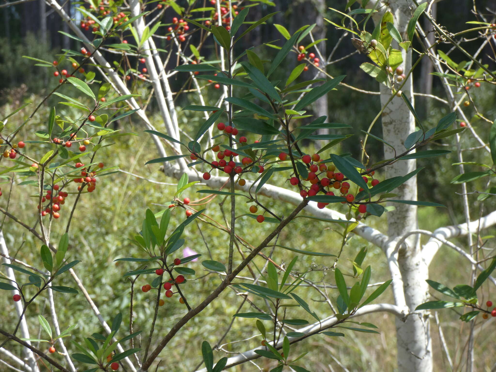 Слика од Ilex cassine L.