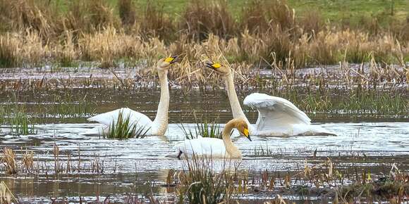 Image de Cygne chanteur