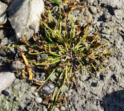 Image of Cyperus pannonicus Jacq.