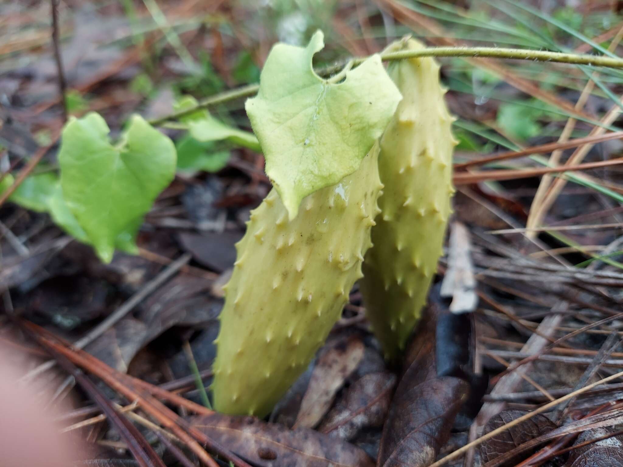 Sivun Matelea pubiflora (Decne.) R. E. Woodson kuva