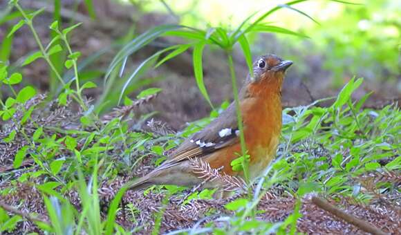 Image of Orange Ground Thrush