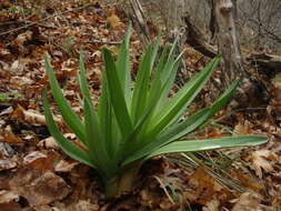 Image of Eremurus tauricus Steven