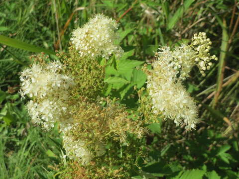 Image of Meadowsweet