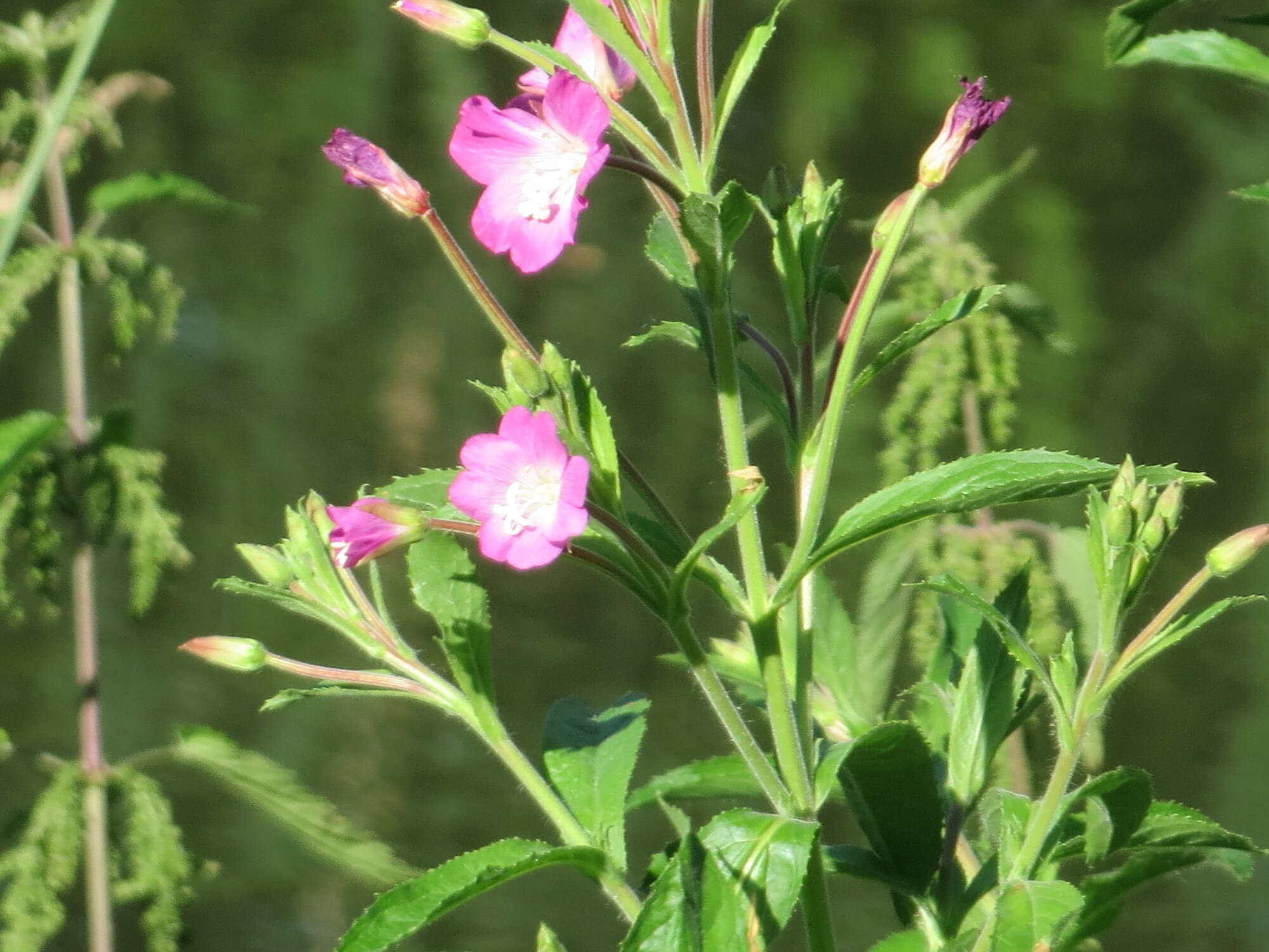 Слика од Epilobium hirsutum L.