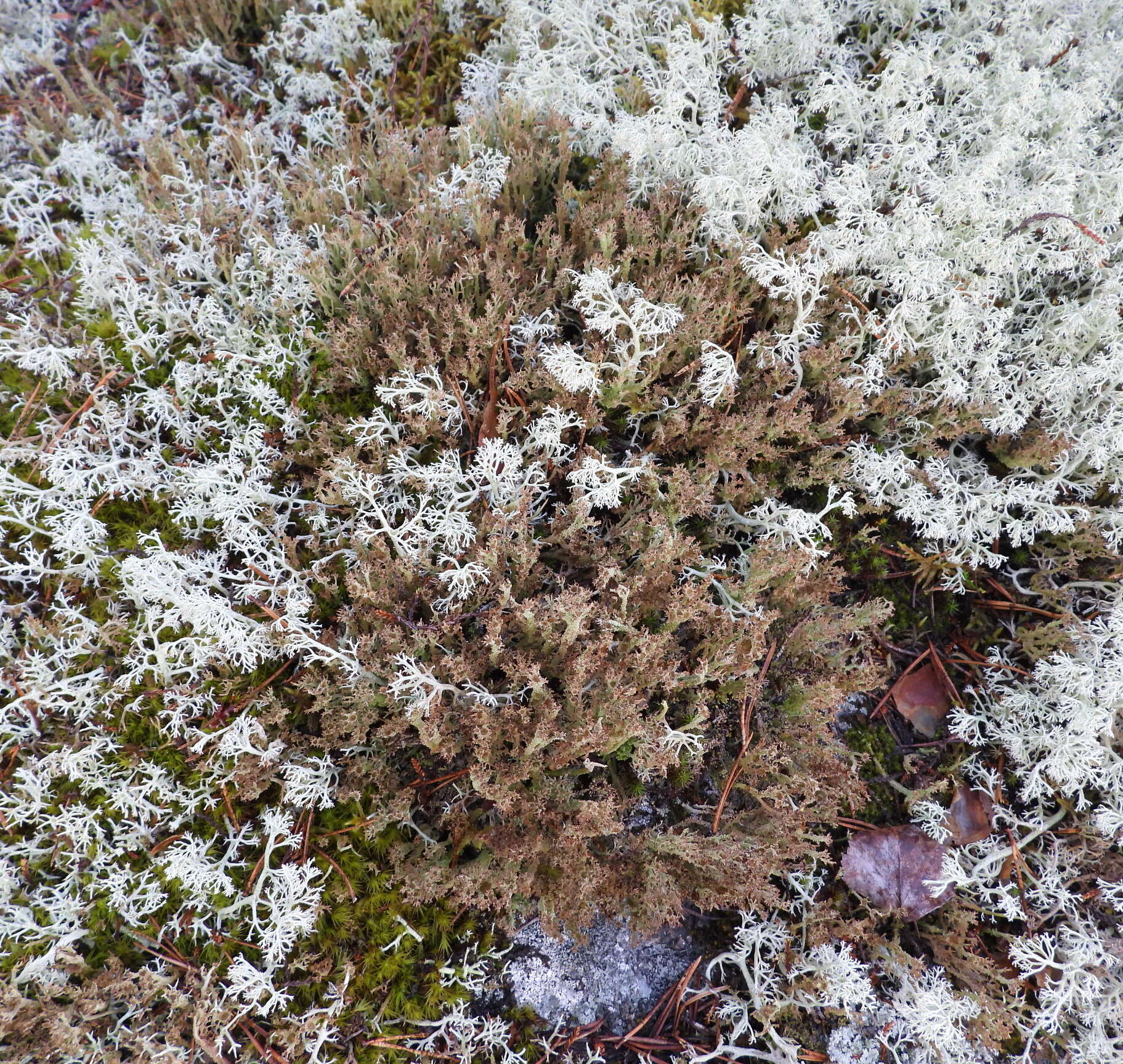 Image of cup lichen