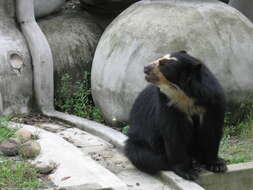 Image of Andean Bears