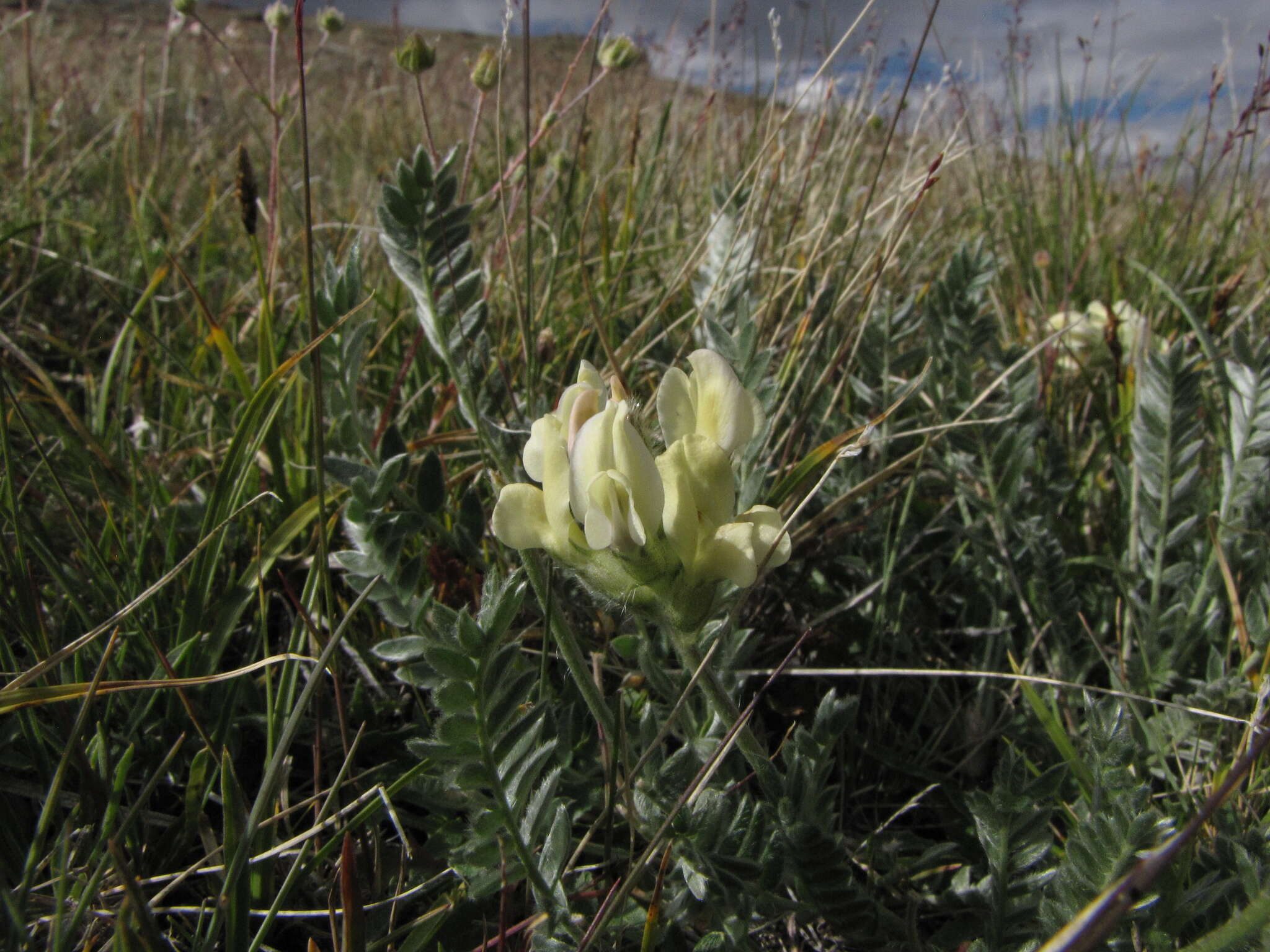 Image de Oxytropis recognita Bunge