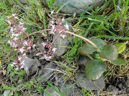 Image of Cape Province pygmyweed