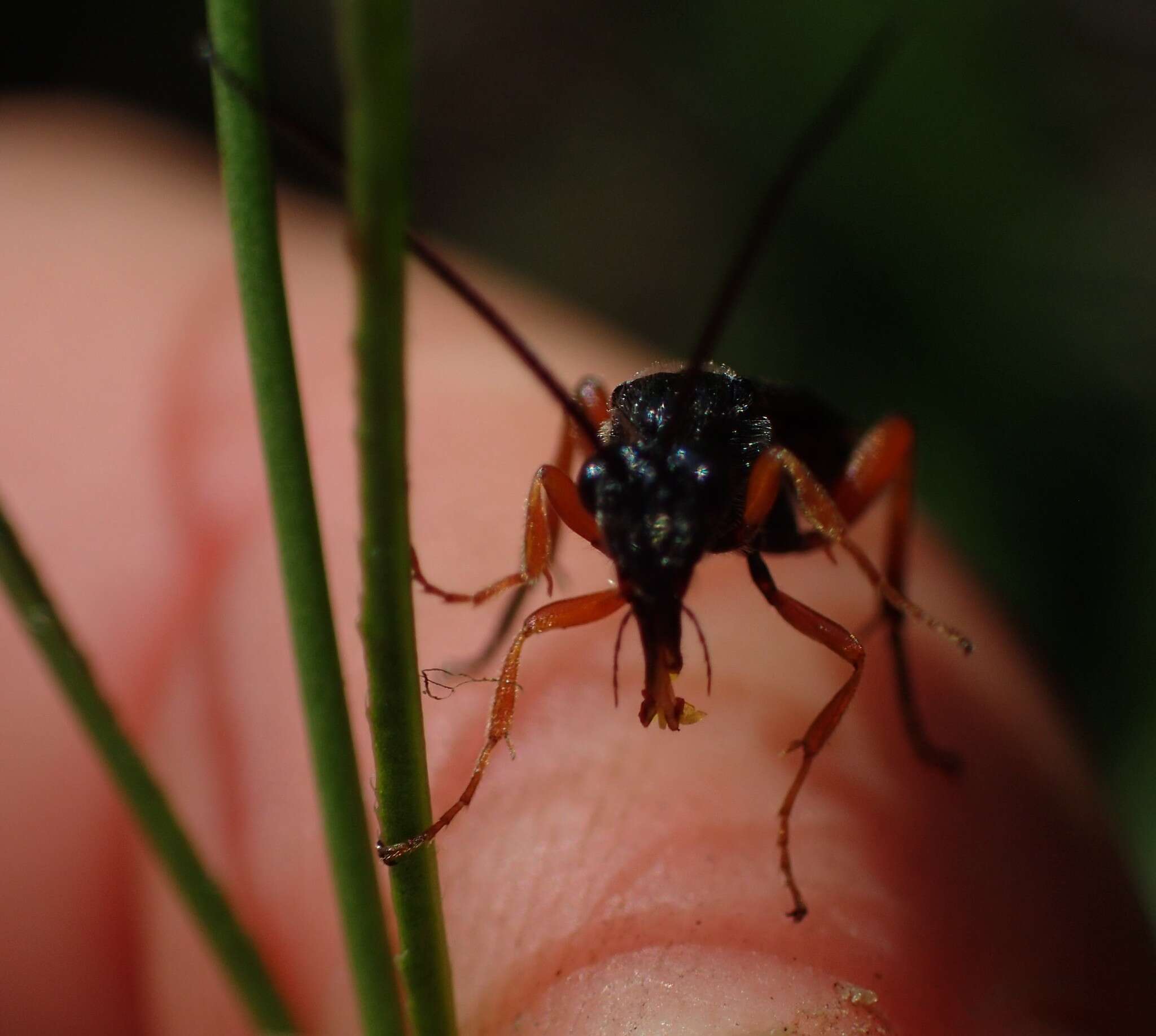 Image of Sisyranthus imberbis Harv.