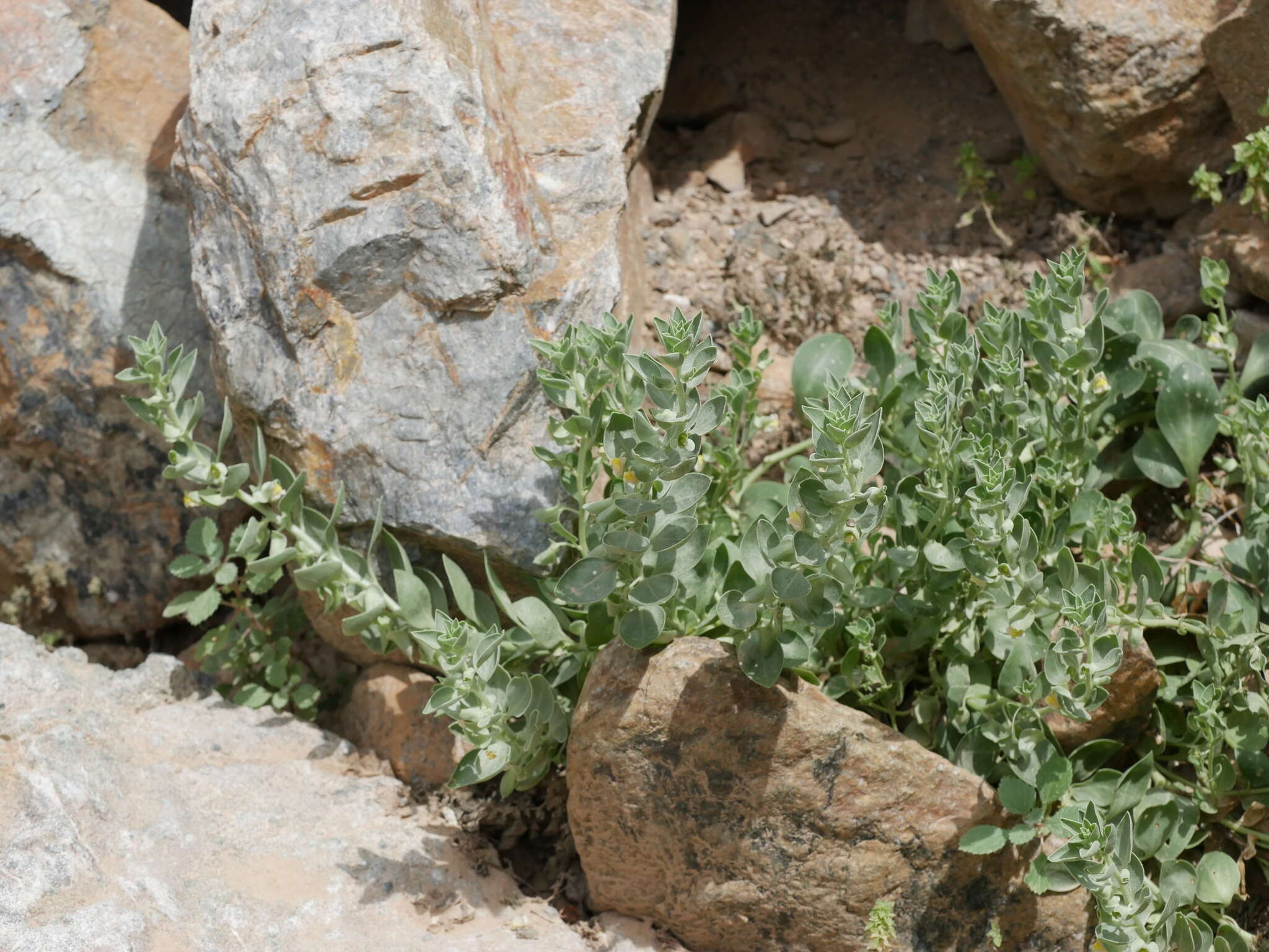 Schweinfurthia papilionacea (L.) Boiss.的圖片