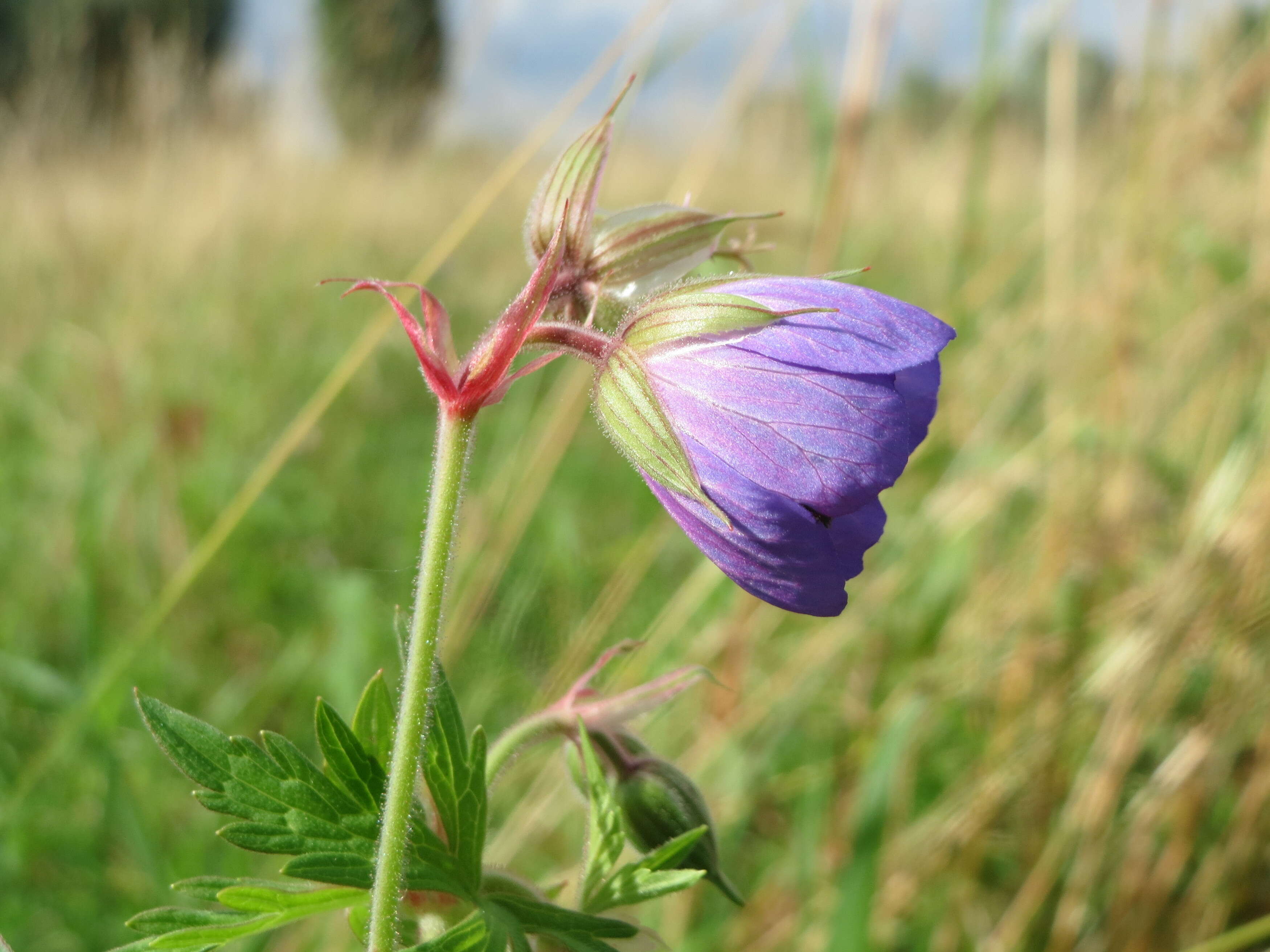 Image of Meadow Crane's-bill