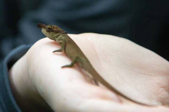 Image of Boettger's Chameleon