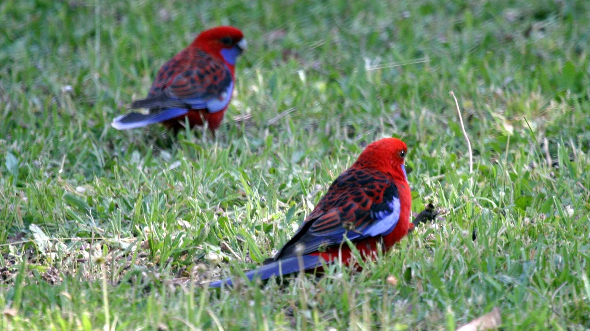 Image of Crimson Rosella