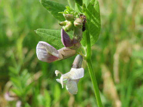 Image of bush vetch