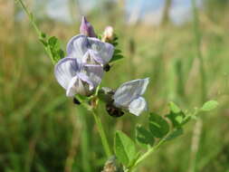 Image of bush vetch