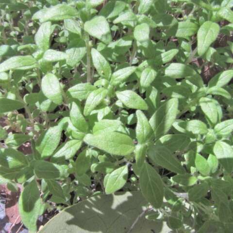 Image of Pennsylvania pellitory