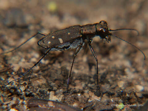 Image of Cylindera (Ifasina) disjuncta (Dejean 1825)