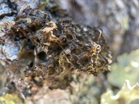 Image of jelly lichen