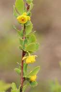 Image of Berberis sibirica Pall.