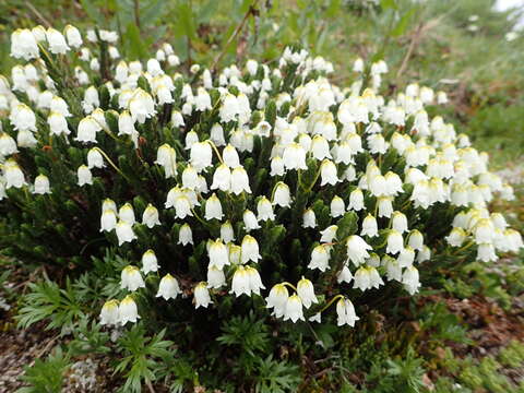 Image of white arctic mountain heather