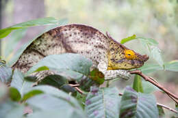 Image of Parson's Chameleon