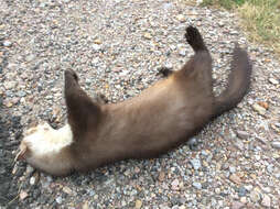 Image of Beech Marten