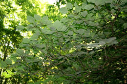 Image of giant dogwood